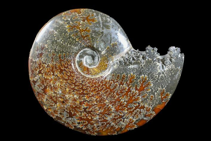 6.65" Polished Ammonite (Cleoniceras) Fossil - Madagascar
